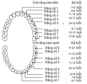 4. Khi Nào Nên Nhổ Răng Hàm Cho Trẻ?